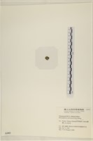 網球藻藏品圖，第3張