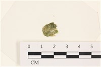 網球藻藏品圖，第1張