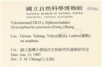 網球藻藏品圖，第2張