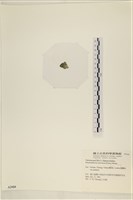 網球藻藏品圖，第3張