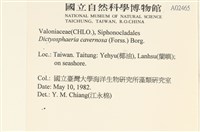 網球藻藏品圖，第2張