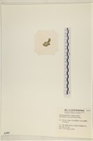 網球藻藏品圖，第3張