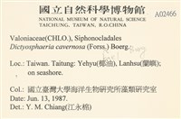 網球藻藏品圖，第2張