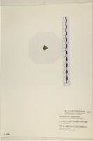網球藻藏品圖，第3張