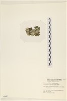 網球藻藏品圖，第3張