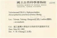 網球藻藏品圖，第2張