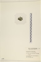 網球藻藏品圖，第3張