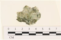 網球藻藏品圖，第1張