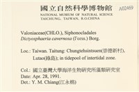 網球藻藏品圖，第2張