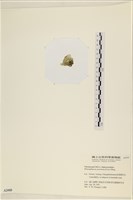 網球藻藏品圖，第3張