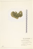 網球藻藏品圖，第3張
