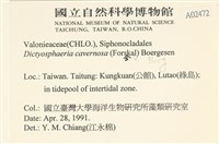 網球藻藏品圖，第2張