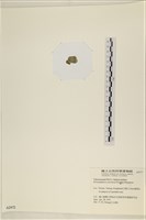 網球藻藏品圖，第3張