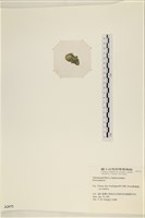 登錄號:A00002475藏品圖，第3張
