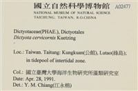 鹿角網地藻藏品圖，第2張