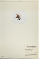 鹿角網地藻藏品圖，第3張