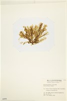 登錄號:A00002478藏品圖，第3張