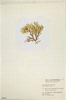 登錄號:A00002479藏品圖，第3張
