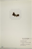 登錄號:A00002480藏品圖，第3張