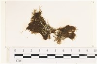 登錄號:A00002480藏品圖，第1張