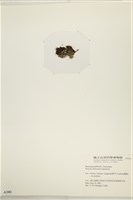登錄號:A00002481藏品圖，第3張