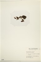 登錄號:A00002482藏品圖，第3張