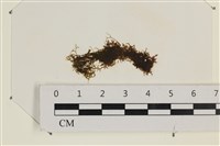 登錄號:A00002483藏品圖，第1張