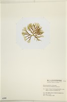 網目藻藏品圖，第3張