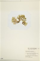 網目藻藏品圖，第3張