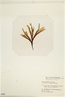 網目藻藏品圖，第3張