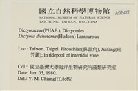 網目藻藏品圖，第2張