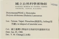 網目藻藏品圖，第2張