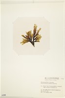 網目藻藏品圖，第3張