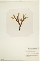 網目藻藏品圖，第3張