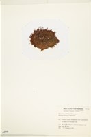 登錄號:A00002490藏品圖，第3張