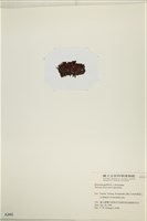 登錄號:A00002491藏品圖，第3張