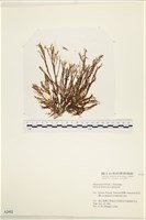 登錄號:A00002492藏品圖，第1張