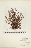登錄號:A00002493藏品圖，第1張