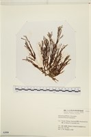 登錄號:A00002494藏品圖，第1張
