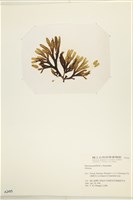 登錄號:A00002495藏品圖，第3張