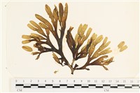 登錄號:A00002495藏品圖，第1張