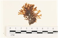 登錄號:A00002497藏品圖，第1張