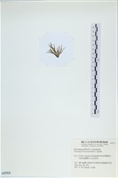 登錄號:A00002513藏品圖，第3張