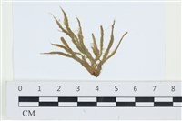 登錄號:A00002513藏品圖，第1張