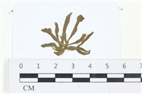 登錄號:A00002514藏品圖，第1張