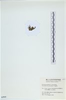 登錄號:A00002515藏品圖，第3張