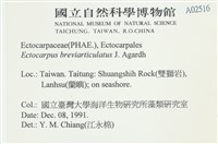 登錄號:A00002516藏品圖，第2張