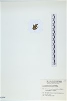 登錄號:A00002516藏品圖，第3張