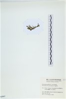 登錄號:A00002517藏品圖，第3張