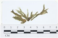 登錄號:A00002517藏品圖，第1張